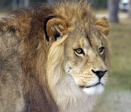 lion